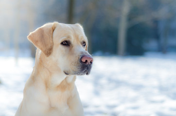 Lab playing in the snow