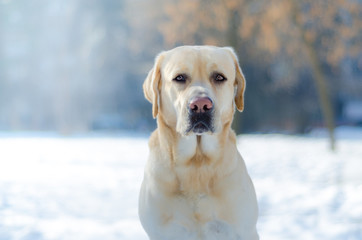 Lab playing in the snow