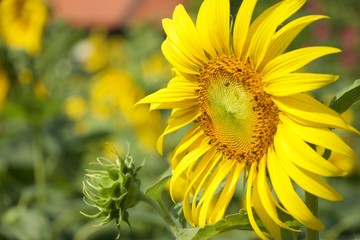 Sunflower Head Close Up Bees Pollinating Background real bokeh