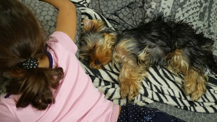 Dog Yorkshire terrier sleeping on the bed next to a pet is a girl