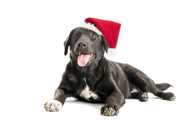 adult black dog in a Christmas hat