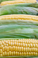fresh corn closeup, natural background, strong bokeh