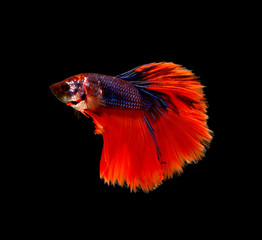 Fototapeta premium Siamese fighting fish on black background