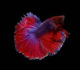 Siamese fighting fish on black background