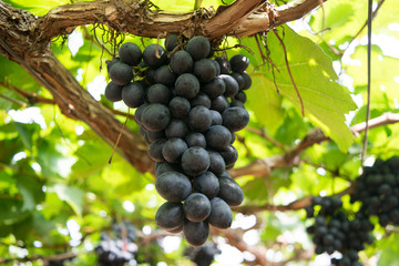 focus bunch seedless grapes on the vine in Vineyard