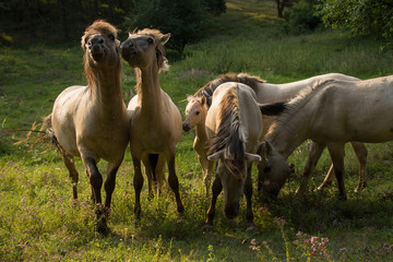 Obraz premium wild horses