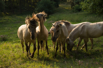 Obraz na płótnie Canvas wild horses