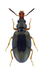 Beetle Salpingus caucasicus on a white background