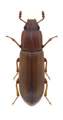 Beetle Aulonium trusulcum on a white background