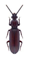Beetle Rhysodes sulcatus on a white background