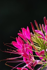 Obraz premium Beautiful Fucsia Flower in a Garden, Lienz Austria.