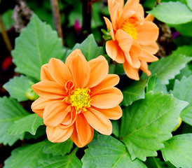 Orange Flower garden nature outdoor