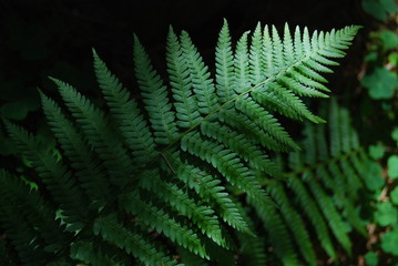 Fototapeta na wymiar Ferns in a Forest