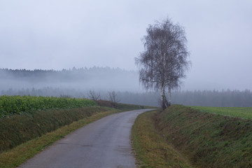 foggy spring landscape