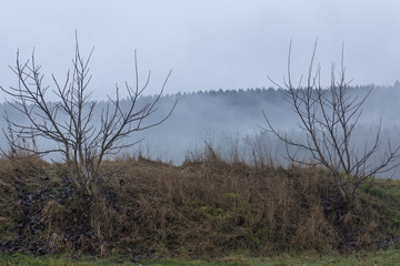 Fototapeta na wymiar foggy spring landscape