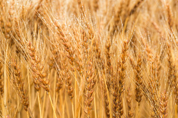 熟した小麦