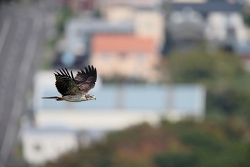 ハチクマ,鳥綱タカ目タカ科ハチクマ属