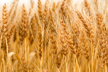 Fototapeta premium 収穫直前