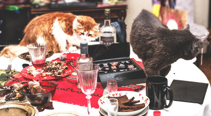 Two cats on really mess on table