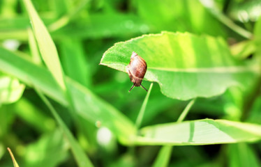 Snail on green grass