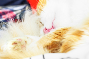 Red cat is sleeping close-up