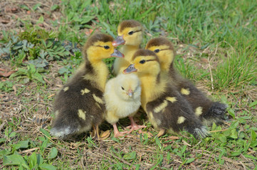Small chicken and ducklings 5