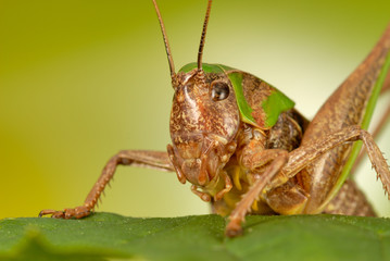 insect