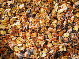 Autumn leaves. Full-frame autumnal leaves background texture.