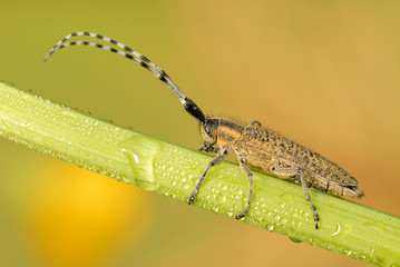 insect