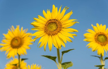 Sunflowers at Saraburi province, Thailand