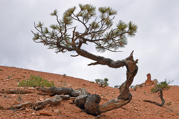 Pine tree at Bryce Canyon rim