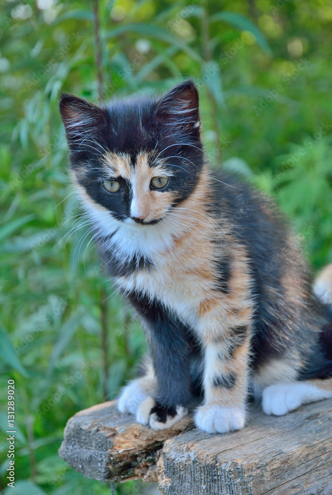 Wall mural Kitten 16