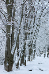 winter snow on tree PARK