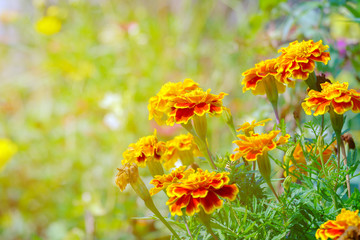 Yellow flower blooming in soft and warm light.