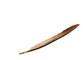 Obraz premium a delicate bird feather on white background
