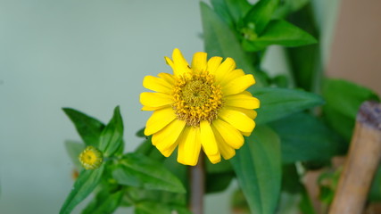 yellow Zinnia