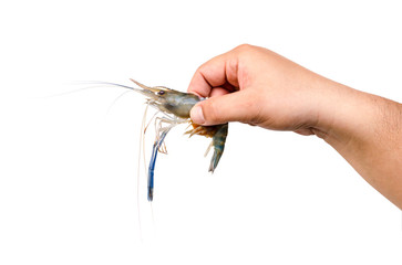 Men hand picked shrimp on white background