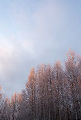 Obraz na płótnie Canvas Birch forest glowing red due to sundown on a winter day in Finland.