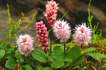 Цветы Алтая. Алтай славится не только горами и озёрами, в нём большое количество красивых цветов и лекарственных трав.
