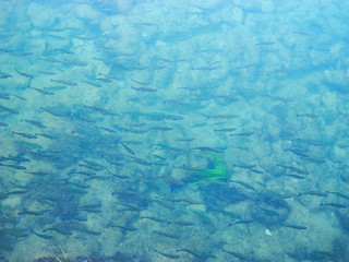 Fishes in the water background.