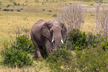 Elephant. Bush thickets. Masai Mara, Kenya.	
