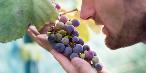 Farmer in his vineyard