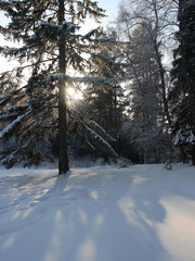 Beautiful winter sunset with trees in the snow.