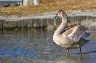 Cigno reale in piedi sulla spiaggia