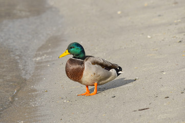 Germano reale maschio sulla spiaggia