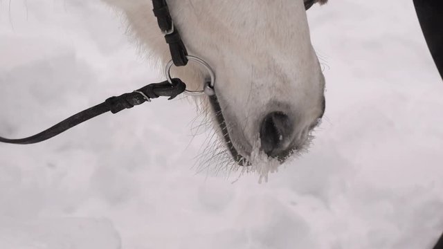 Gray Horse in winter Forest