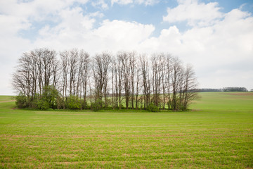 Green field and a group of trees