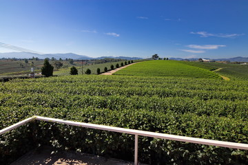 Fototapeta premium Tea plantation in Chiang rai, Thailand