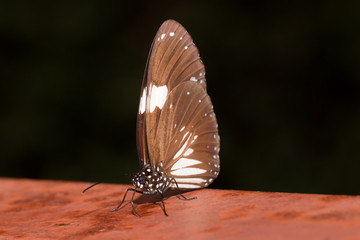 Closeup beautiful butterfly