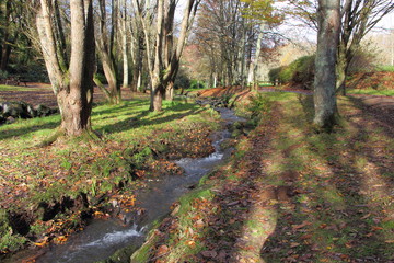 Forêt et ruisseau à la fin de l'automne